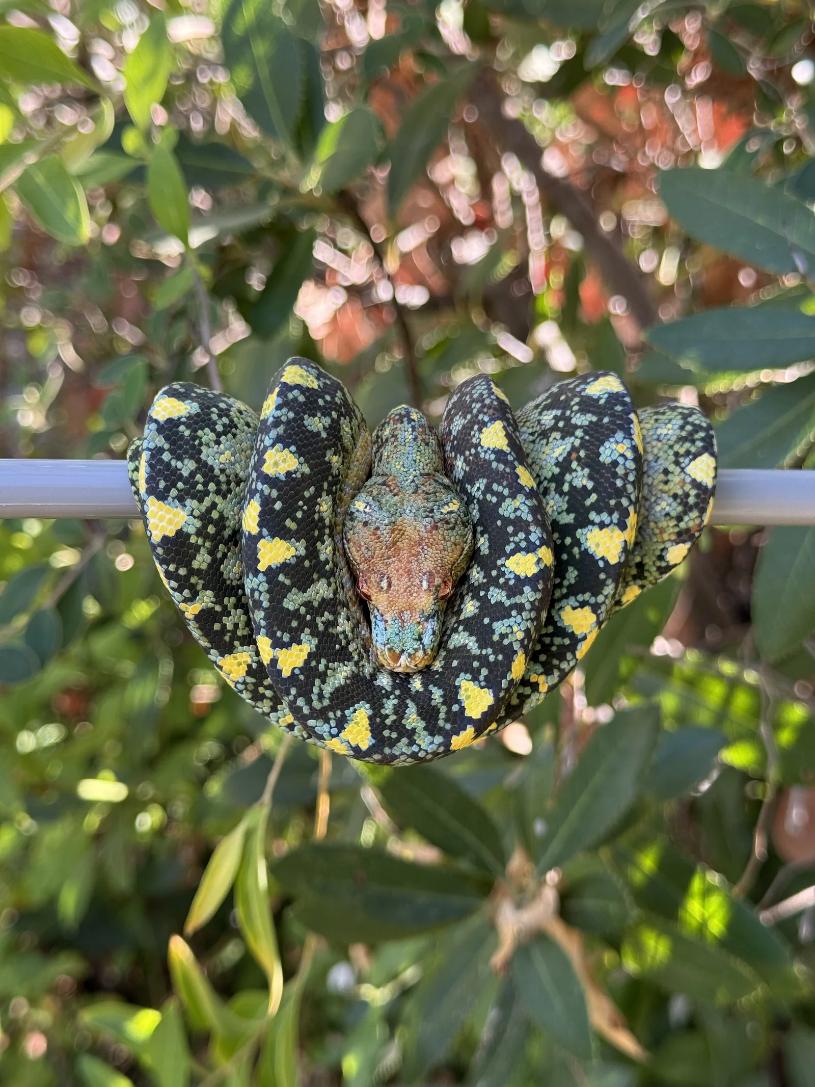 Aurora showing her brown-black and blue coloration